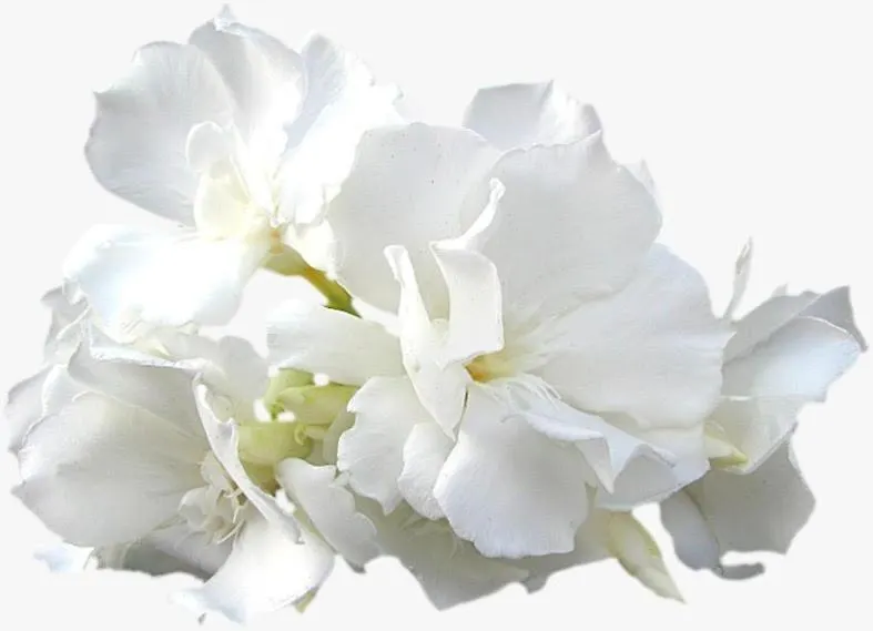 Calla, Calluna & Gardenia Apartments-1